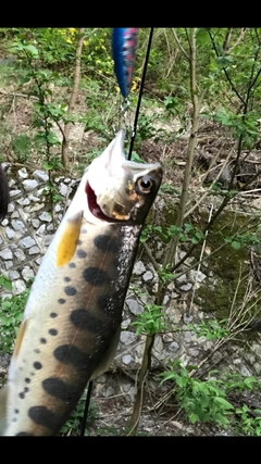 ヤマメの釣果