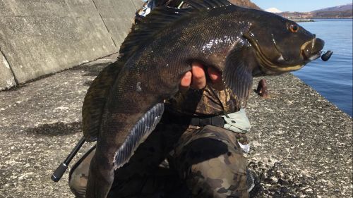 アイナメの釣果