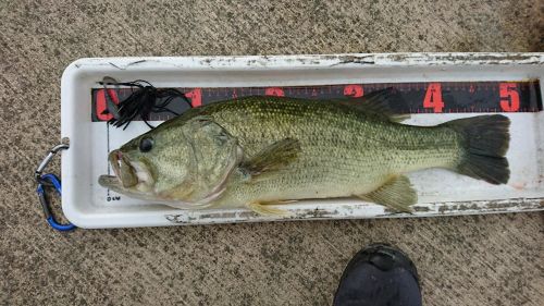 ラージマウスバスの釣果