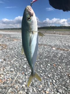 ワカシの釣果