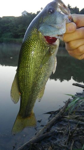 ラージマウスバスの釣果