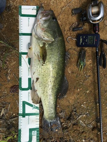 ラージマウスバスの釣果