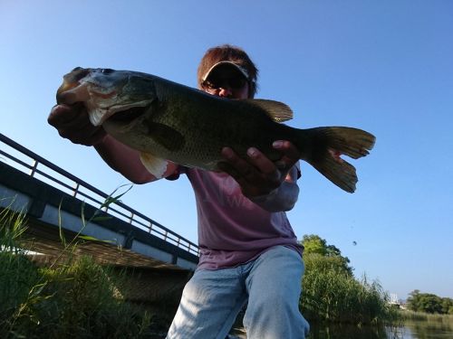 ブラックバスの釣果