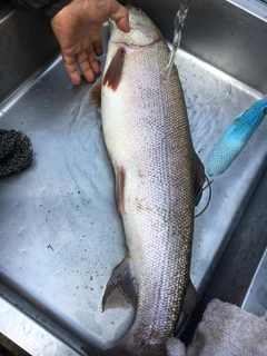 イトウの釣果