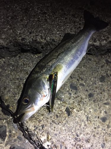 シーバスの釣果