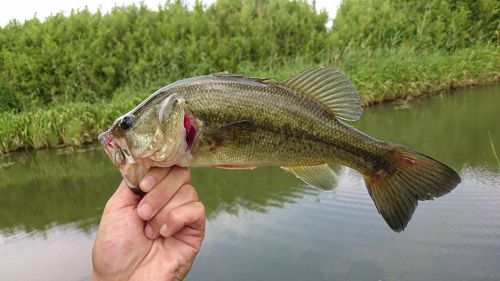 ラージマウスバスの釣果