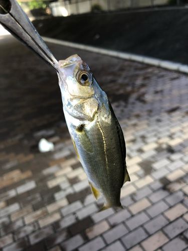 セイゴ（マルスズキ）の釣果