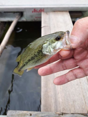 ラージマウスバスの釣果