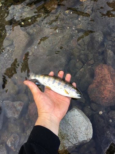 アマゴの釣果