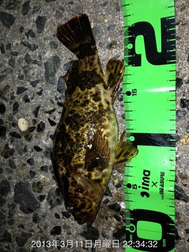 カサゴの釣果