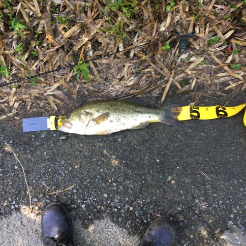 ブラックバスの釣果