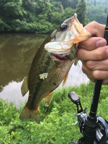 ブラックバスの釣果