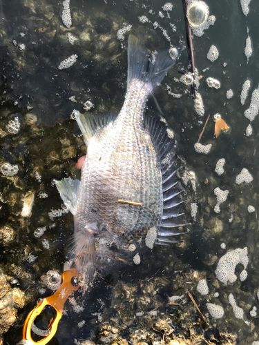 キビレの釣果