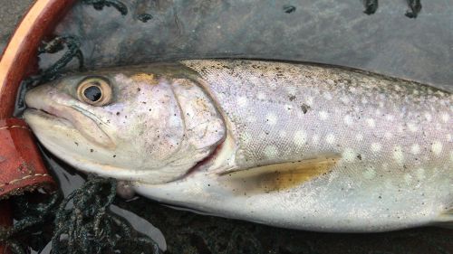 アメマスの釣果