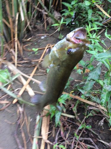 スモールマウスバスの釣果