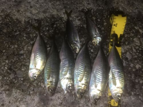 アジの釣果