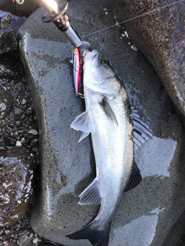 シーバスの釣果