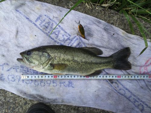 ラージマウスバスの釣果