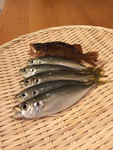 アジの釣果