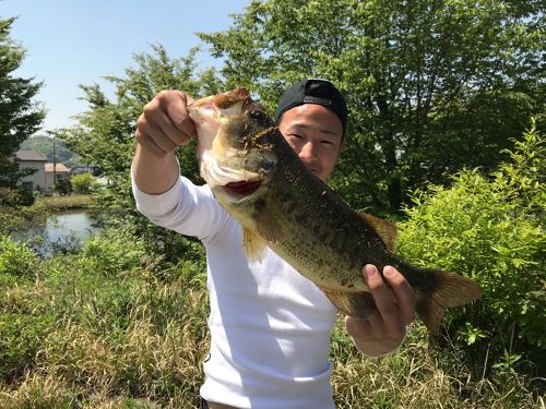 ブラックバスの釣果