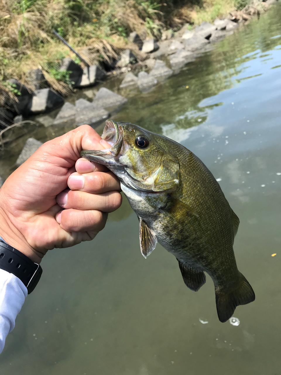 スモールマウスバス