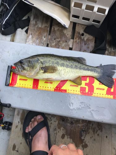 ブラックバスの釣果