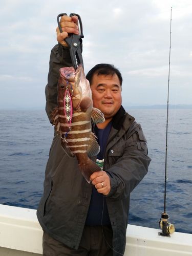 マハタの釣果