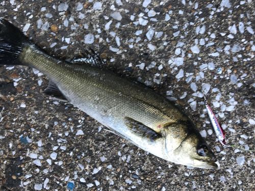 シーバスの釣果