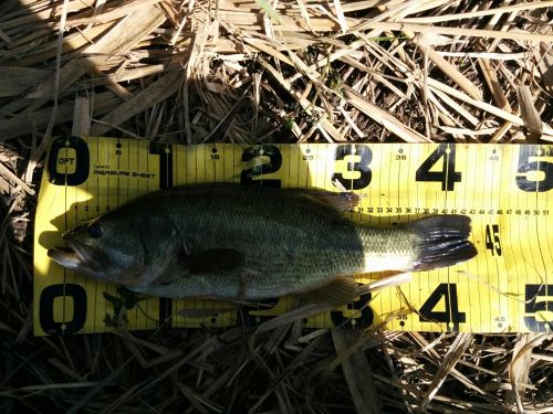 ブラックバスの釣果