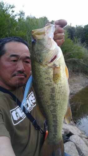 ラージマウスバスの釣果