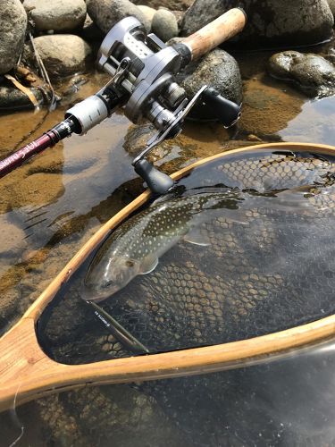 イワナの釣果