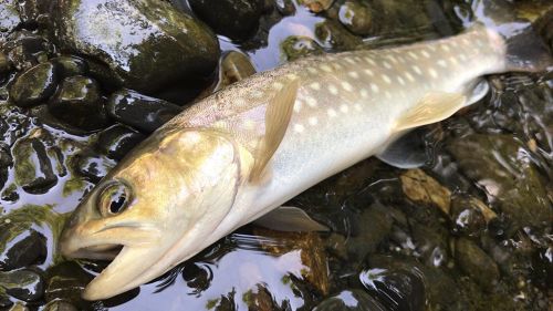 エゾイワナの釣果