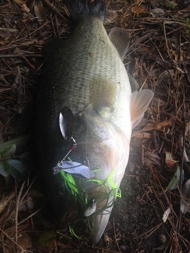 ブラックバスの釣果