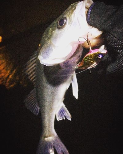 シーバスの釣果