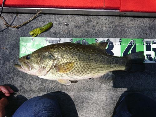 ブラックバスの釣果