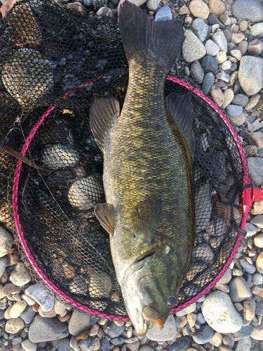 スモールマウスバスの釣果