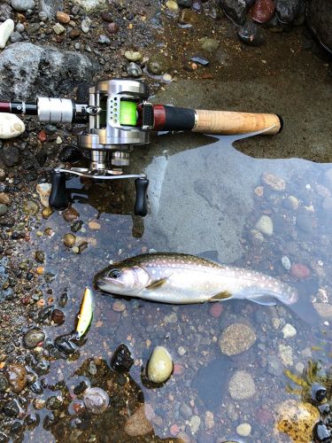 イワナの釣果