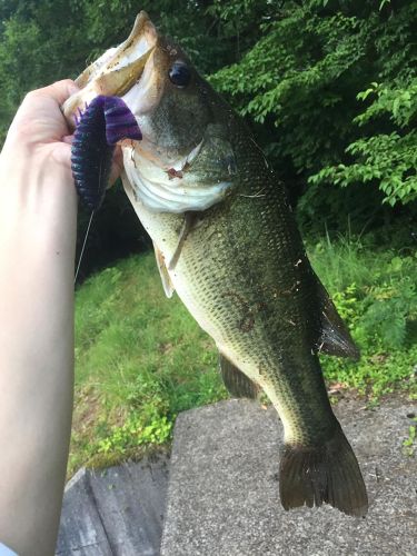 ブラックバスの釣果