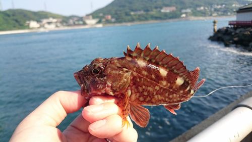 アラカブの釣果