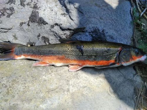 マルタウグイの釣果