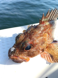 ガシラの釣果