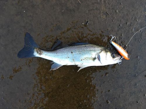 セイゴ（マルスズキ）の釣果