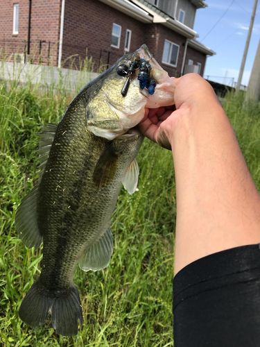 ブラックバスの釣果