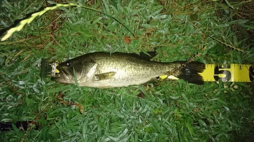 ラージマウスバスの釣果