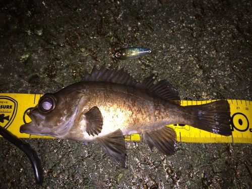 メバルの釣果