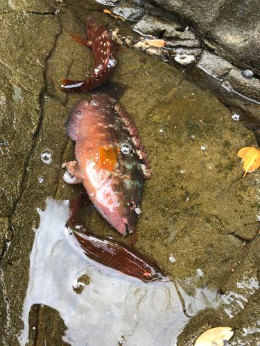 イソベラの釣果