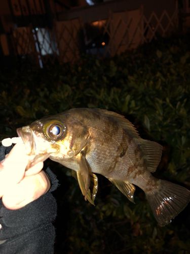 メバルの釣果