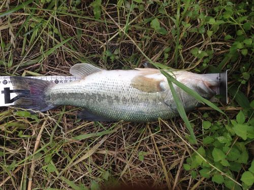 ブラックバスの釣果