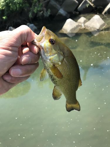 スモールマウスバスの釣果