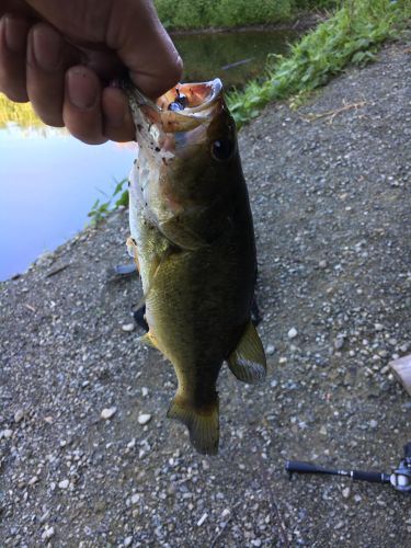 ブラックバスの釣果